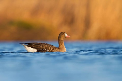 Greater White-fronted Goose (Anser albifrons), Utrecht, Netherlands