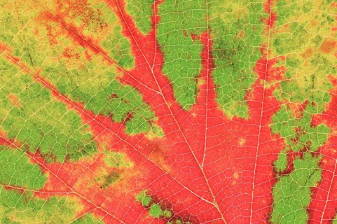 Persian ironwood (Parrotia persica), detail of leaf in autumn, North Rhine-Westphalia, Germany