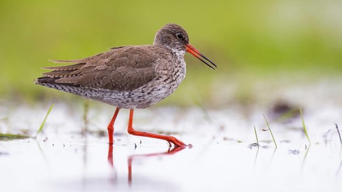 Common Redshank (Tringa totanus) foraging, Mecklenburg-Western Pomerania, Germany