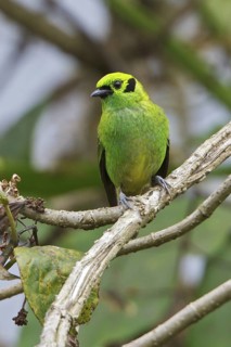 Emerald Tanager (Tangara florida) perched on a branch in Costa Rica, Central America