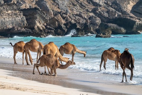 Dromedary (Camelus dromedarius), camels, bathing in the sea, Oman