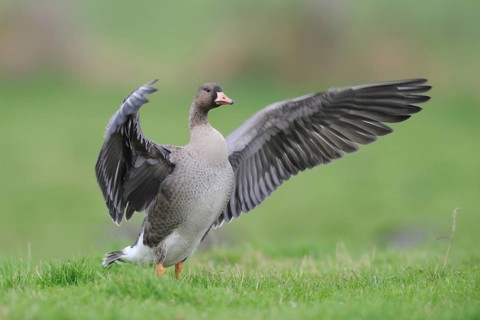 Greater White-fronted Goose (Anser albifrons), North Rhine-Westphalia