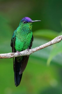 Violet-capped Woodnymph (Thalurania glaucopis) perched on a branch in the Atlantic rainforest of