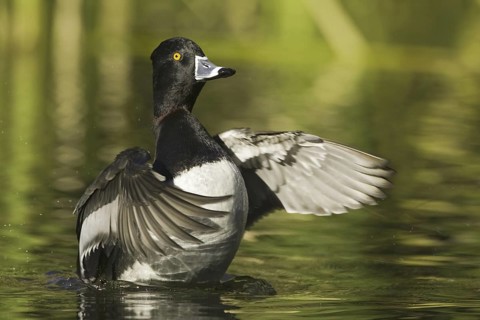 Ring-necked Duck (Aythya collaris) male, Arizona, USA