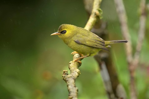Mountain Blackeye (Chlorocharis emiliae), Sabah, Malaysia
