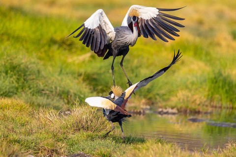 Crowned Crane (Balearica regulorum) courtship behavier South Luangwa NP Zambia August