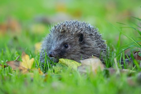 European hedgehog (Erinaceus europaeus) adult animal on fallen autumn leaves in a garden, England,