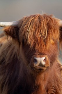 Highland cattle or cow (Bos taurus taurus) adult farm animal head portrait, England, United Kingdom