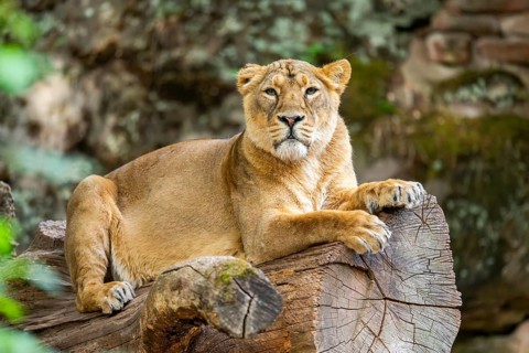 Asiatic lion (Panthera leo persica) female lying on a tree trunk, captive, Germany
