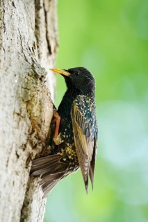 Starling (Sturnus vulgaris) at the breeding den, North Rhine-Westphalia, Germany