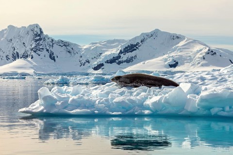Seal on ice with snow-covered mountains in the background, water reflects landscape, Weddell seal