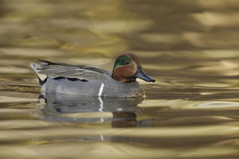 Green-winged Teal (Anas carolinensis) male, Arizona, USA
