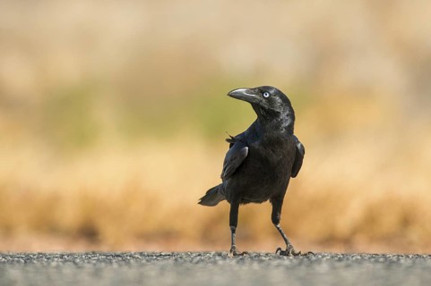 Little Crow (Corvus bennetti), Northern Territory, Australia