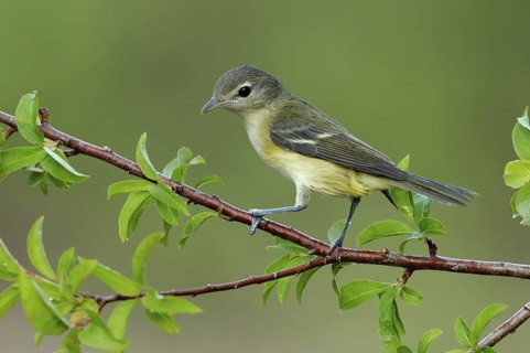 Bell's Vireo (Vireo bellii), Texas, USA
