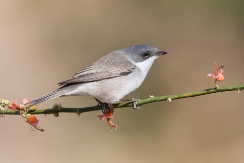 Lesser Whitethroat (Sylvia curruca) perched on a twig, Eilat, Israel