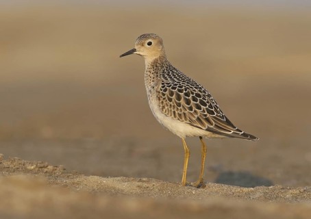 Buff-breasted Sandpiper (Calidris subruficollis), Ohio, USA