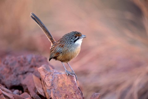 Striated Grasswren (Amytornis striatus whitei) perched on a rock, Western Australia, Australia