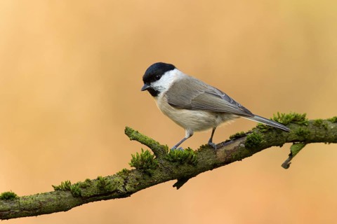 Marsh Tit (Poecile palustris) perched on mossy tree, Utrecht, Netherlands