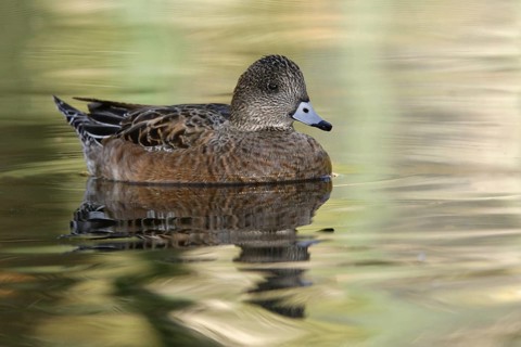 American Wigeon (Mareca americana) female, Arizona, USA