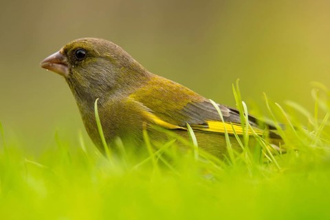 Close-up shot of a European Greenfinch, Chloris chloris, nestled among vibrant green blades of