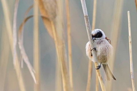 Penduline Tit, (Remiz pendulinus), animals, birds, tits, family of Penduline Tits, Eich-Gimbsheimer
