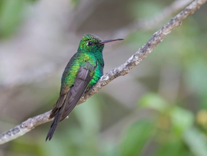 Cuban Emerald (Chlorostilbon ricordii) male perched on a branch, Cuba