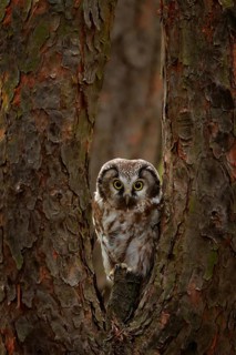 Boreal owl, Aegolius funereus, sitting on old tree trunk with clear green forest in background