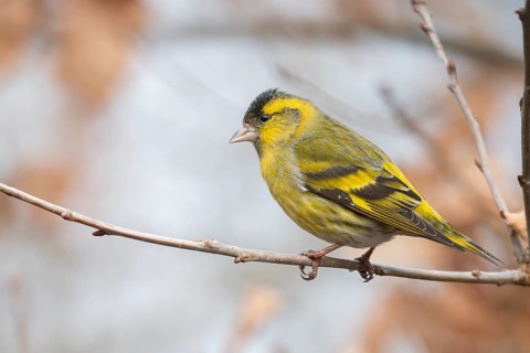 Eurasian Siskin (Spinus spinus) male, Lower Saxony, Germany