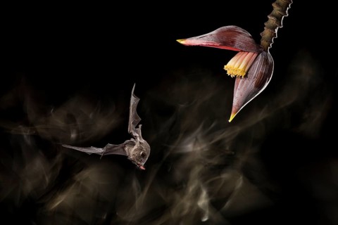 A Pallas' Long-tongued Bat visits a banana flower in a lowland rainforest in Costa Rica. I use a