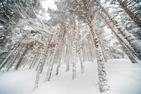 Snow blankets Aleppo pines in Guadarrama National Park, Spain, creating a serene winter landscape.