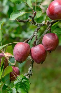 Felt apple (Malus pumila 'Niedzwetzkyana'), Tübingen Botanical Garden, Germany