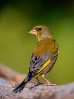 Greenfinch, Greenfinch, European Greenfinch, Western Greenfinch, Carduelis chloris, (Chloris