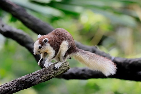 Finlayson's squirrel (Callosciurus finlaysonii), adult, on tree, foraging, Singapore, Southeast
