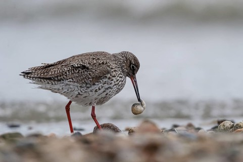 Common Redshank (Tringa totanus) carrying shell in bill, Schleswig-Holstein, Germany