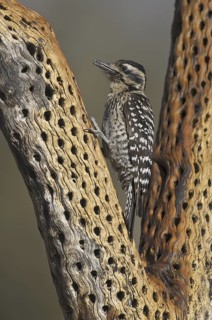 Ladder-backed Woodpecker (Dryobates scalaris), Arizona, USA