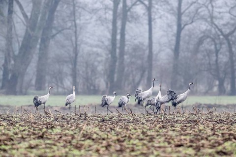 Cranes (Grus grus), Fischerhuder Wümmeniederung, Lower Saxony, Germany
