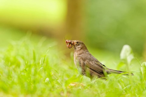 Female Eurasian blackbird (Turdus merula) standing in green grass with an earthworm in its beak,