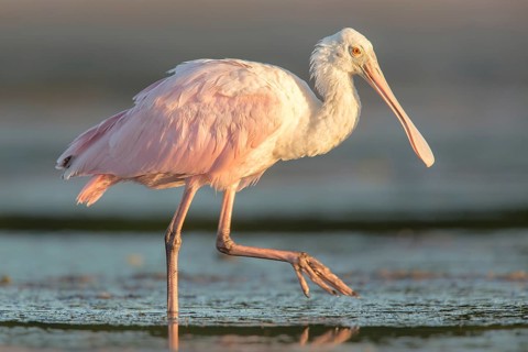 Roseate Spoonbill (Platalea ajaja) foraging in shallow water, Florida, USA
