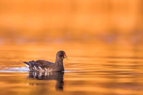 Common Moorhen (Gallinula chloropus), Rhineland-Palatinate, Germany