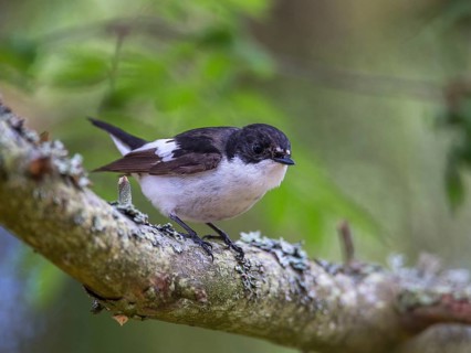 European Pied Flycatcher (Ficedula hypoleuca) male perched on a branch, Sweden