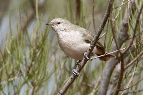Grey Honeyeater (Conopophila whitei), Western Australia, Australia
