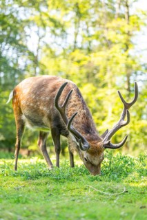 Sika deer (Cervus nippon) male standing on a meadow, Bavaria, Germany
