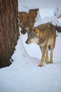 A wolf sneaks through the snowy forest, slightly crouched posture, winter, wolf (Canis lupus),
