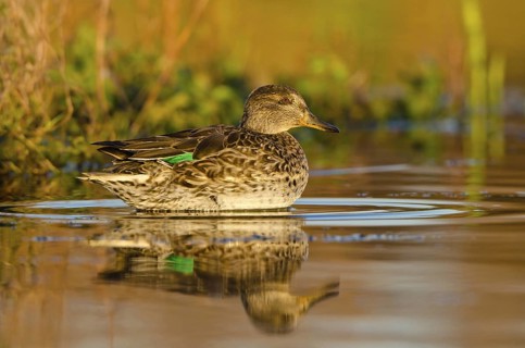 Eurasian Teal (Anas crecca) female, Schleswig-Holstein, Germany