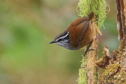 Gray-breasted Wood Wren (Henicorhina leucophrys) perched on a branch in Ecuador, South America
