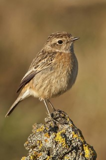European Stonechat (Saxicola rubicola) female, Rhineland-Palatinate, Germany