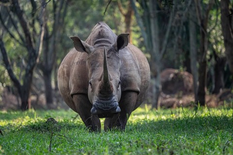 Southern white rhinoceros (Ceratotherium simum simum), Ziwa Rhino Sanctuary, Uganda