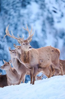 Red deer (Cervus elaphus) stag with hinds on a snowy meadow in the mountains in tirol, Kitzbühel,