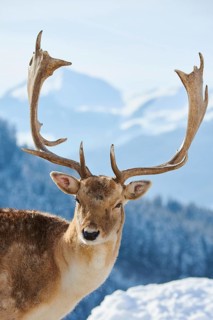 European fallow deer (Dama dama) buck portrait in the mountains in tirol, snow, Kitzbühel, Wildpark