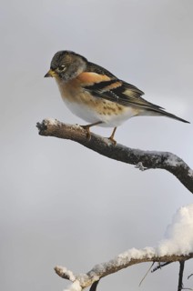 Brambling (Fringilla montifringilla) male, Saxony-Anhalt, Germany
